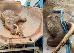 نفوق فيلة حديقة البلفيدير يثير الجدل في تونس..  صورة مهينة و أسئلة مفتوحة