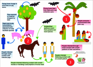 فيروس نيباه يثير القلق عالميًا بعد تحذير منظمة الصحة العالمية Schematic-representation-of-three-modes-of-Nipah-virus-spread-1-bat-to-human-2