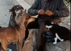 مشهد أبكى المارة… رجل ينتزع اللقمة من فمه ليطعم الحيوانات الجائعة